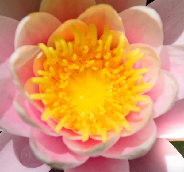 Schöne rosa tropisch blühende Blume — Stockfoto