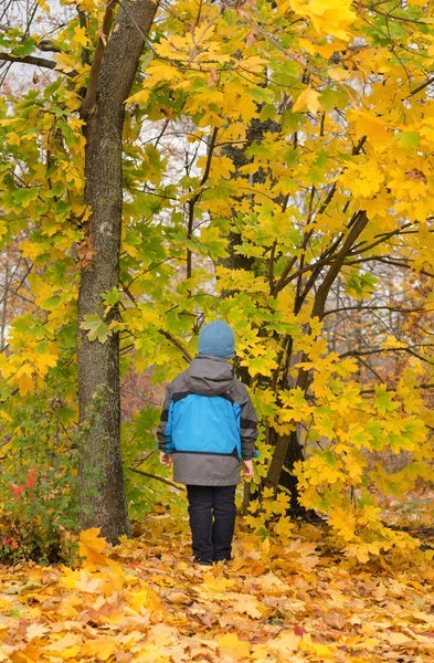 Enfant debout dans les bois colorés d'automne — Photo