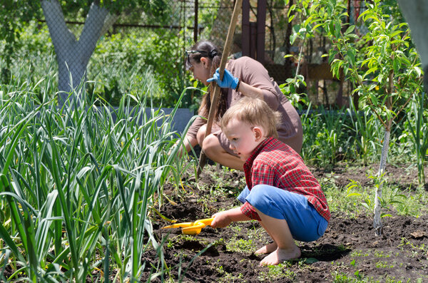 Cute little boy weeding the vegetable garden