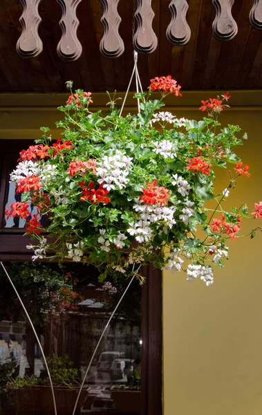 Cesta de flores penduradas com gerânios — Fotografia de Stock