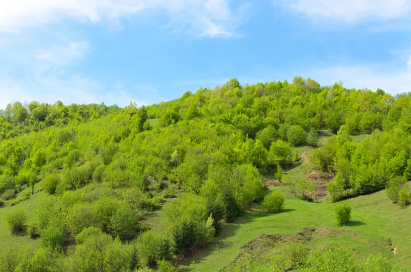 Exuberante ladera verde — Foto de Stock