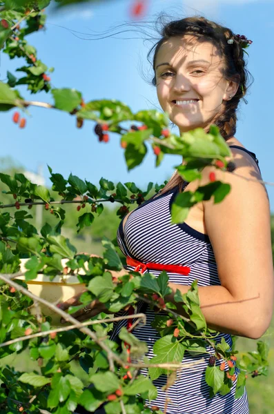 年轻女人采摘黑莓 — 图库照片