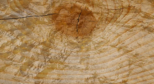 Detail of a cross-section through a tree trunk — Stock Photo, Image