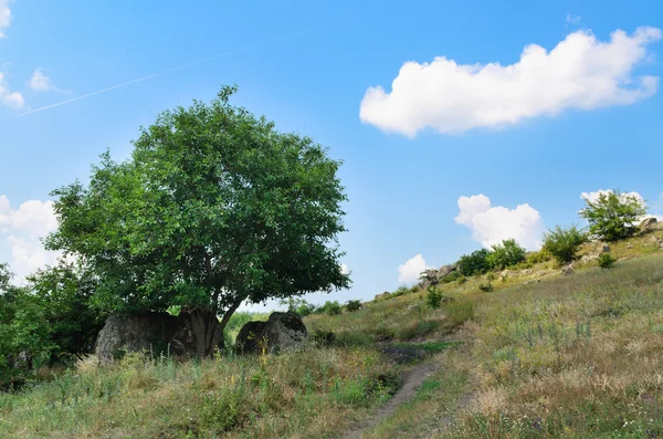 Shady leafy green tree on a grassy hillside — Stock Photo, Image