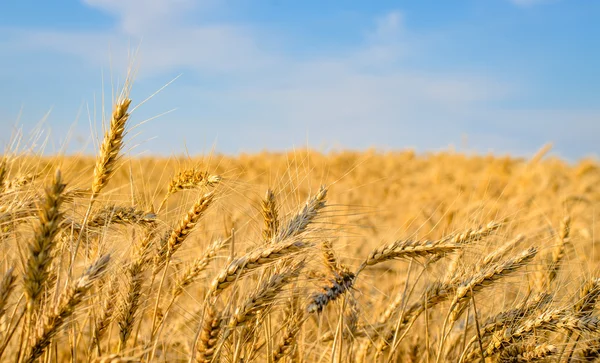 Крупный план золотых колосьев пшеницы готов к сбору урожая — стоковое фото