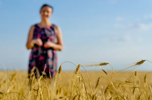 Blé à mûrir doré dans un champ de blé — Photo