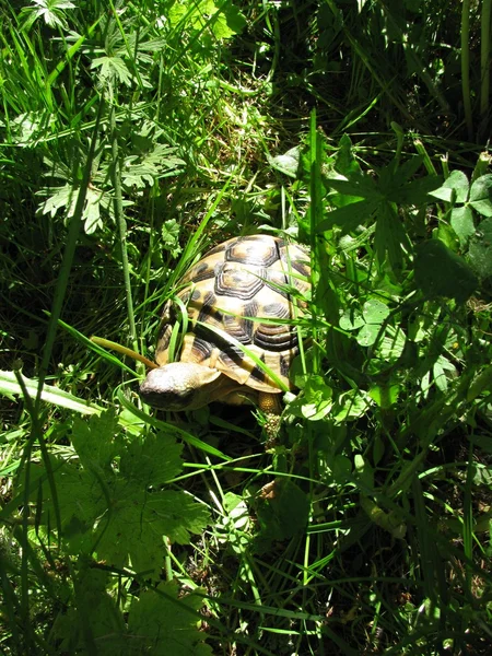 Schildpad in het gras — Stockfoto