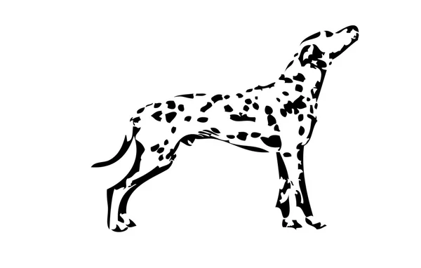 Dalmatian — Stock Vector