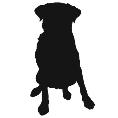 Labrador retriever siluet
