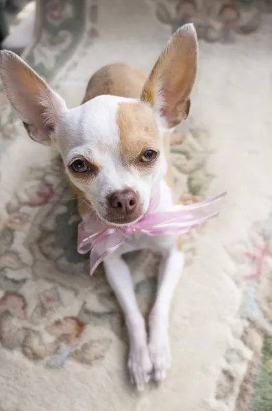 Chihuahua Ribbon — Stock Photo, Image