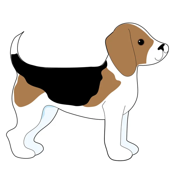 Beagle — Stockový vektor