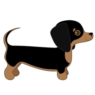 Dachshund