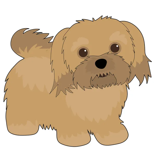 Havanese — Stockvektor