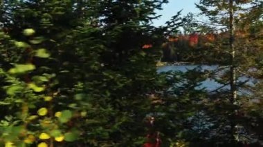 Suda sonbahar ağaçlarının yansımasının havadan görünüşü