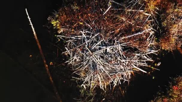 Raketweergave Vanuit Lucht Van Een Uitzicht Een Beverdam Herfst Met — Stockvideo