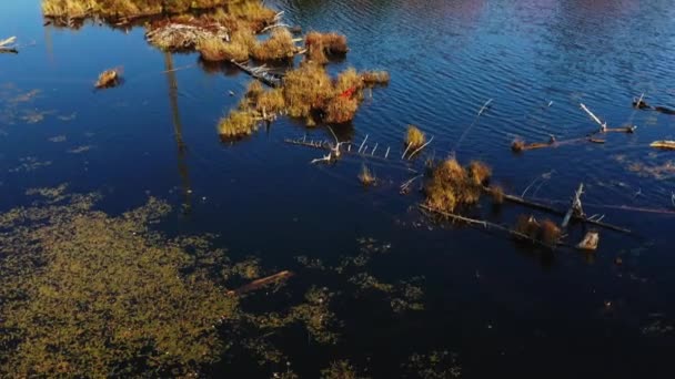 Straight Drone View Lake Laurentians Trees Water — Stock Video