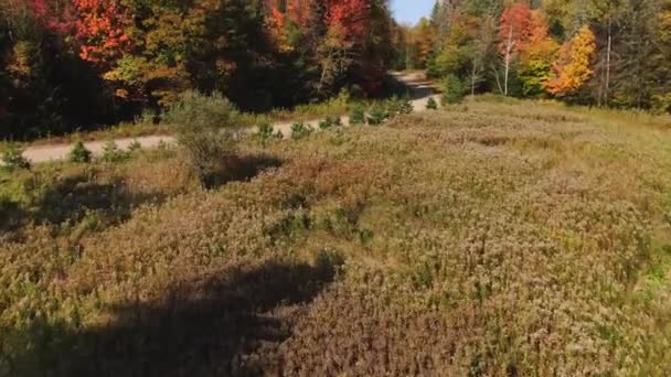 Vue Drone Volant Lentement Dessus Herbe Haute Révélant Chemin Terre — Video