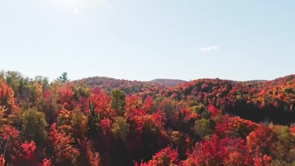 Élever Dessus Derrière Des Arbres Colorés Dans Parc Mont Loup — Video