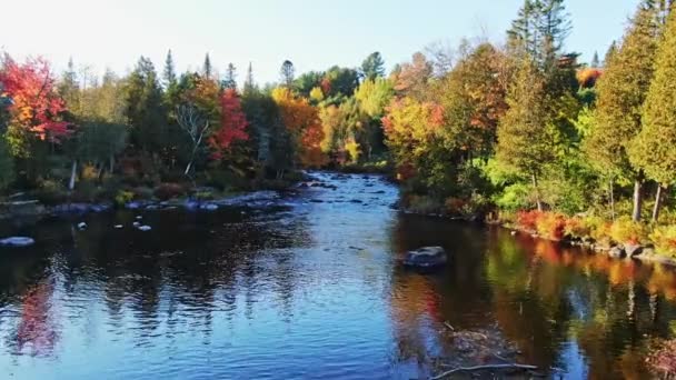 在秋天 缓缓地在河上向急流飞去 — 图库视频影像