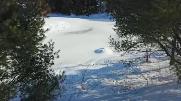 冬に木々の間を通過するドローンの空中ビデオは ローレンシア人の春に雪で覆われたまだ凍結した川に向かって移動します — ストック動画