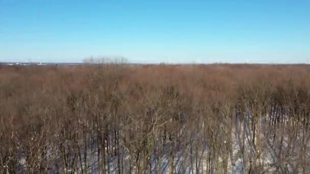 Εναέρια Βίντεο Ανατέλλει Πίσω Από Γυμνά Δέντρα Μετά Πρώτο Χιόνι — Αρχείο Βίντεο