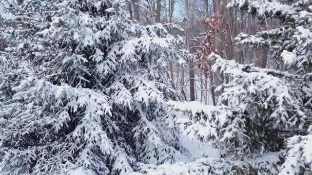 太い雪に覆われたモミの木のクローズアップビデオで他の木を明らかにします — ストック動画