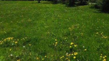 Yabani çiçekler ve yeşil otlarla dolu bir tarlanın üzerinde bir dronla ileri doğru uçuyor.