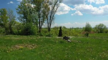 Mavi gökyüzü ve beyaz bulutlarla yaz manzarasını gösteren yeşil çimenlerin ve karahindibaların üzerinde bir dron ile yavaşça geriye doğru uçuyor.