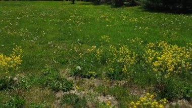 Kırsalda rüzgarlı ve güneşli bir günde, sarı yabani çiçeklerin hemen üzerindeki kırsal bir uçuş.