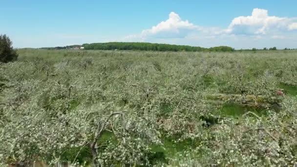 Πανοραμικό Τοπίο Ενός Αγρού Εκατοντάδες Κατευναστικά Δέντρα Ανθισμένα Λευκά Λουλούδια — Αρχείο Βίντεο