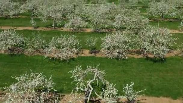 最初はドローンで空中を飛んで上昇し 何百本ものリンゴの木を白い花で開花させます — ストック動画