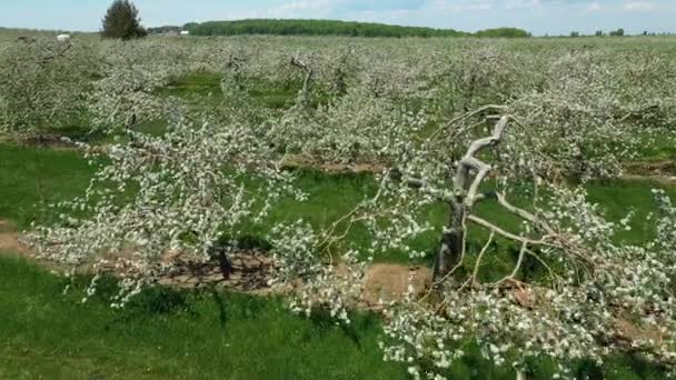 Flygdrönare Video Flyger Fram Precis Ovanför Ett Fält Fullt Äppelträd — Stockvideo