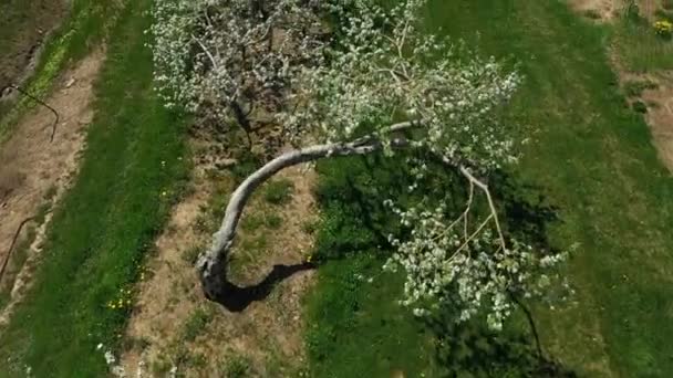 Flygdrönare Video Flyger Precis Ovanför Äppelträd Blom Joseph Lac — Stockvideo