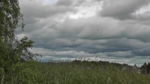 Tormenta Grandes Nubes Tormenta Gris Sobre Campo Campo Con Hierba — Vídeos de Stock