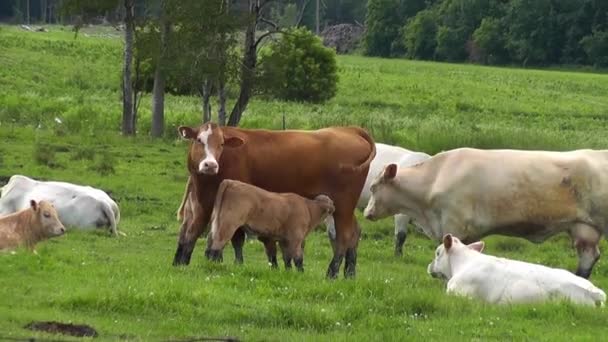 Αγέλη Αγελάδων Ένα Χωράφι Ένα Μωρό Θηλάζει Μητέρα Του Καλοκαίρι — Αρχείο Βίντεο