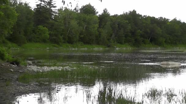 Zeer Rustig Meer Omgeven Door Bomen Een Open Plek Met — Stockvideo