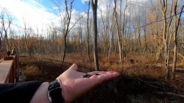 Civcivler, yiyecek tahılları seçmek için bir kadının ellerinde gelirler.