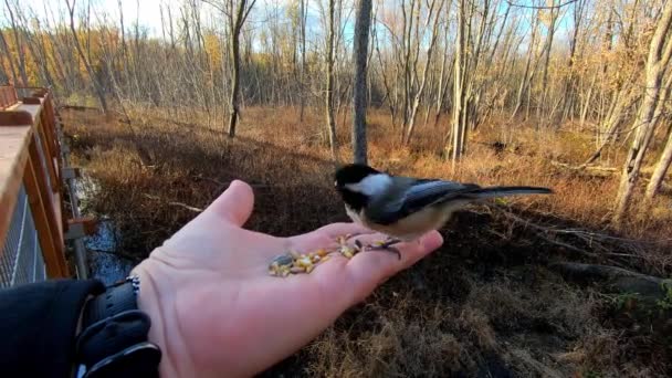 Close Uma Pequena Galinha Que Vem Comer Sementes Passarinho Girassol — Vídeo de Stock