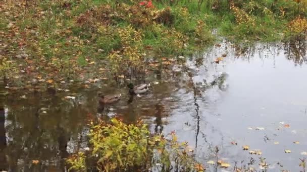 Par Ánades Reales Agua Arroyo Otoño Rodeados Hojas Muertas Día — Vídeos de Stock