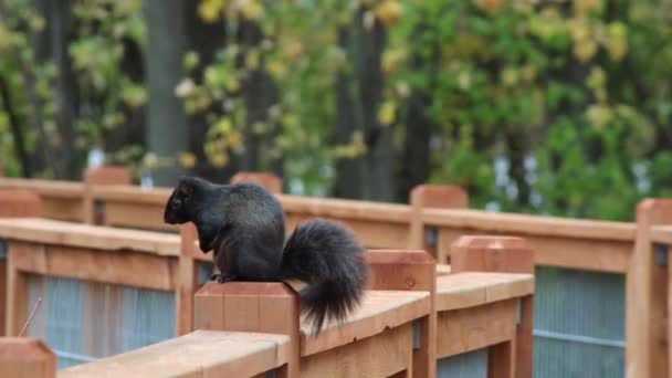 Black Squirrel Top Gallery Post Yawning Cleaning Itself Autumn – Stock-video