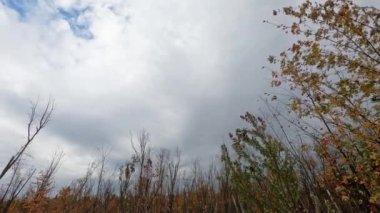 Ağaçların manzarası, sarı yapraklar, rüzgarla savruluyor, sonbaharda, gri bir gökyüzü ve mavi bir arka plan..