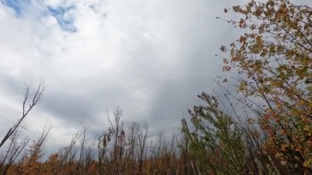 Ağaçların Manzarası Sarı Yapraklar Rüzgarla Savruluyor Sonbaharda Gri Bir Gökyüzü — Stok video