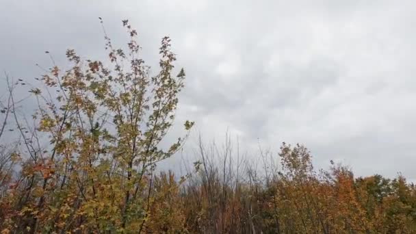 Άποψη Των Δέντρων Κίτρινα Φύλλα Που Φυσάει Από Τον Άνεμο — Αρχείο Βίντεο