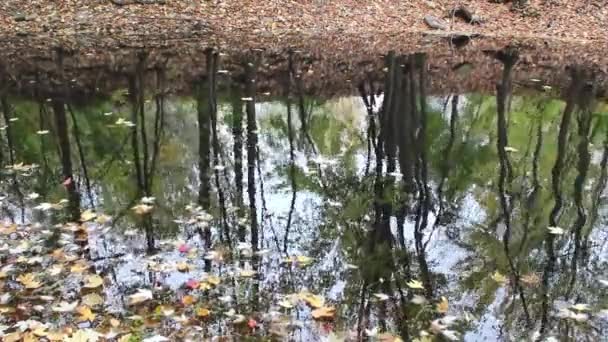 Відображення Голих Дерев Ставку Восени Мертвим Листям Воді — стокове відео