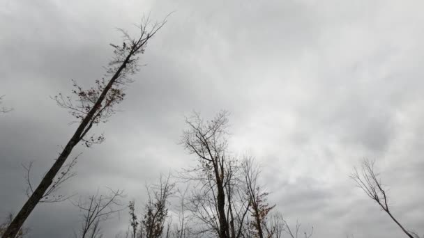 非常に曇りの日に 秋には 完全に裸の木の上を示して 下からの眺め — ストック動画