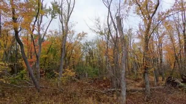 Вид Вивітрюваного Лісу Мертвими Деревами Які Впали Болота — стокове відео