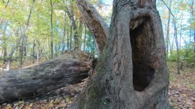 Sonbaharda içinde küçük böcekler olan ölü bir ağaç gövdesinin içini görmek.
