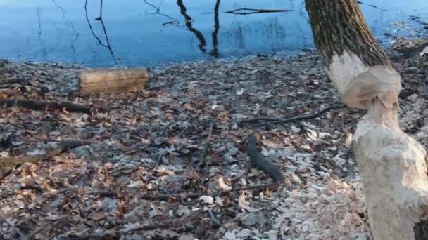 Video Showing Results Beaver Work Gnawed Tree Wood Chips Ground — Video Stock