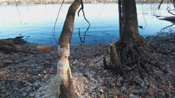Video Showing Results Beaver Work Gnawed Tree Wood Chips Ground — Vídeo de Stock