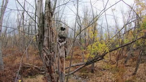 Ένας Μαύρος Σκίουρος Ένα Κορμό Δέντρου Ένα Βαλτώδες Δάσος Κατεβαίνει — Αρχείο Βίντεο